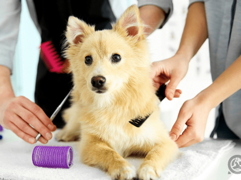 Crownhill Grooming Pet Supplies and Accessories Pet Accessories